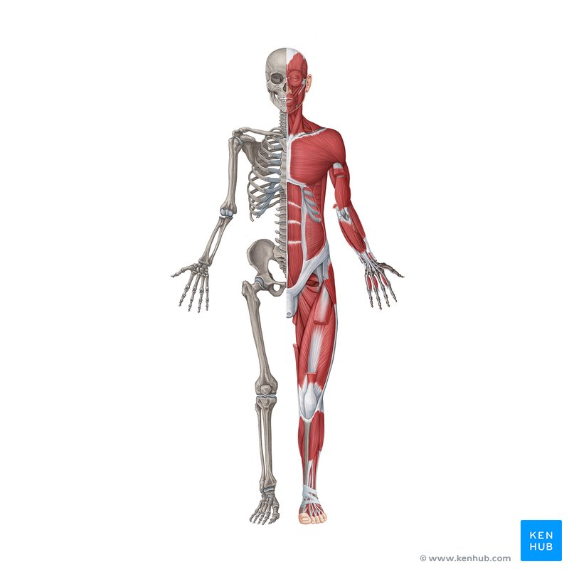 Klinik Ortopedi Jogja - service human anatomy